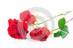 beautiful red roses on a white background