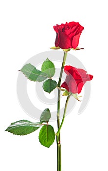 Beautiful red roses on a white background