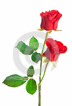 Beautiful red roses on a white background