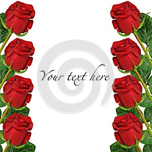 Beautiful red roses on white background, with space for text, can be used for card, invitation