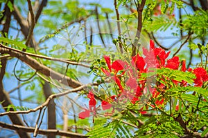 Beautiful red royal poinciana or flamboyant flower (Delonix regi