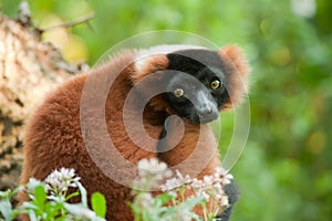 Beautiful red ruffed lemur