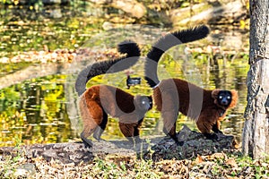 Beautiful red ruffed lemur, Varecia rubra in a german zoo photo