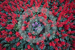 Beautiful Red Salvia flowers