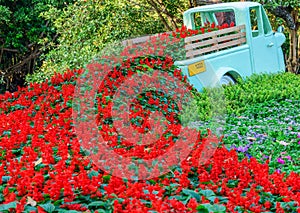 Beautiful red salvia flowers blooming on the car in the garden