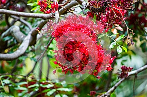 Beautiful red Schotia brachypetala or weeping boer-bean flower at Sydney Botanic garden.