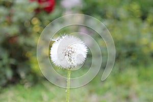Beautiful red seeded dandelion in a home garden