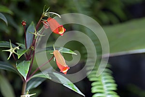 The beautiful red Seemannia flower on blurred background