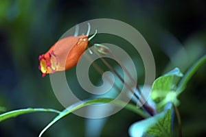 The beautiful red Seemannia flower on blurred background