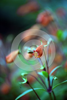 The beautiful red Seemannia flower on blurred background