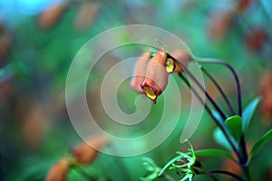 The beautiful red Seemannia flower on blurred background