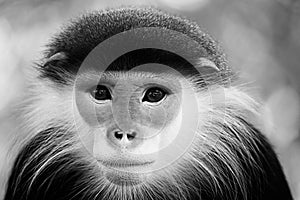 Beautiful red-shanked douc langur