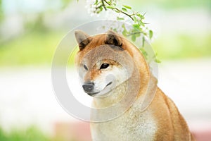 Beautiful red shiba inu dog posing against the background of branches of blooming apple tree