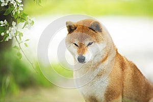 Beautiful red shiba inu dog posing against the background of branches of blooming apple tree