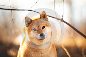 Beautiful red shiba inu dog standing on the grass in the forest at golden sunset in spring