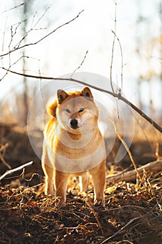 Beautiful red shiba inu dog standing in the grass in the forest at golden sunset in spring