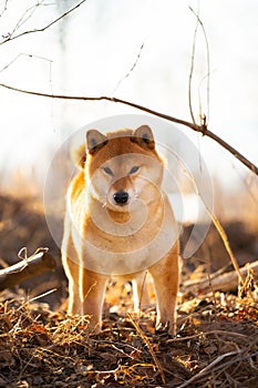 Beautiful red shiba inu dog standing in the grass in the forest at golden sunset in spring