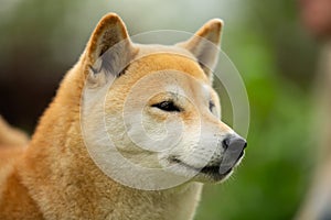 Beautiful red shiba inu. Japanese small size dog or japanese turf dog. Close-up portrait