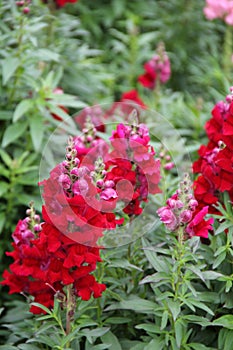 Beautiful red snapdragons in landscaped garden