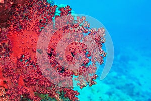 Beautiful red soft coral Dendronepthya. Underwater scene of biodiversity of coral reef ecosystem