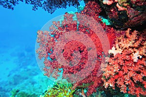 Beautiful red soft coral Dendronepthya. Underwater scene of biodiversity of coral reef ecosystem