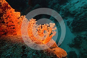 Beautiful red soft coral Dendronepthya. Underwater scene of biodiversity of coral reef ecosystem