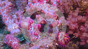 Beautiful red soft coral reef in tropical water.