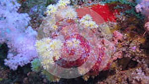 Beautiful red soft coral reef in tropical water.