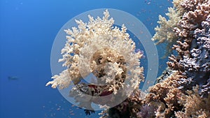 Beautiful red soft coral reef in tropical water.