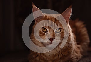 Beautiful red solid maine coon fun cat with calm beauty eyes and looking lying on the sofa at home. Closeup