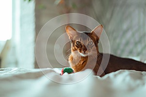 Beautiful red somali cat kitten lying on the bed at home