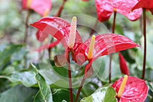beautiful red spadix for pattern and background