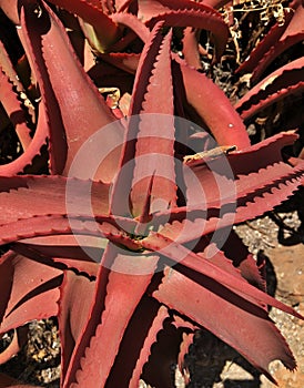 Beautiful Red Spiky Cactus Succulent Plant Rare