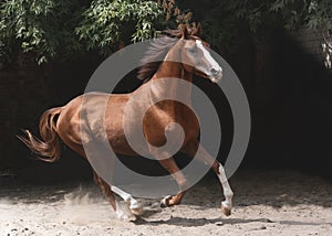 Beautiful red sport horse gallop on freedom on black background