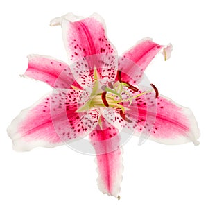 Red with spotted lily flower isolated on white background