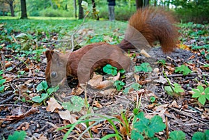 Beautiful red squirrel in the forest trying to find a nut