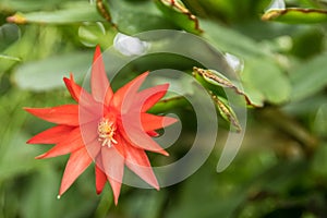 Beautiful red star shaped flower photo