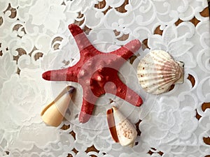 A beautiful red starfish lies adorned with seashells on a white cloth background. Marine background