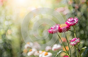 Beautiful red straw flower on nature bcakground