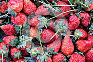 Beautiful red strawberries