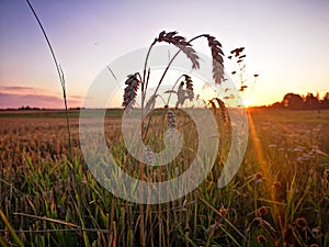 Sunset in fields of cut grain