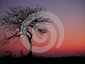 A beautiful red sunset at the Kruger National Park in South Africa