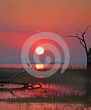 Portrait view of a orange sunset over Lake Kariba with a heron silhouette, Zimbabwe