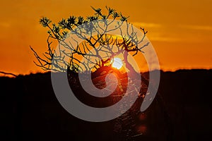 Spider network at sunset