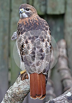 Beautiful Red Tail Hawk