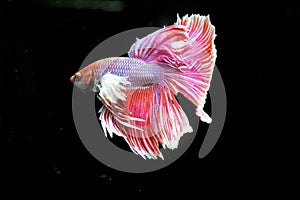 Beautiful of red tail siamese betta fighting fish