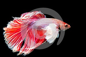 Beautiful of red tail siamese betta fighting fish
