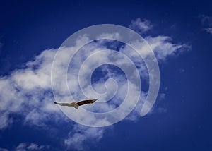 Beautiful Red Tailed Hawk In Flight