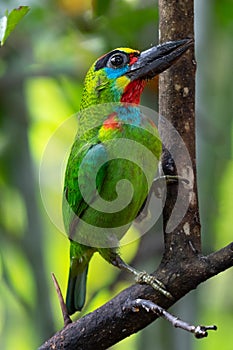 Beautiful Red-throated Barbet bird.