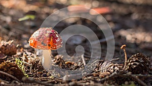 A beautiful red toadstool standing alone.